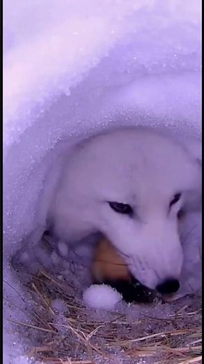 Lemming's Last Moments Inside Snow Den #animalinstincts #arctic #wildlife