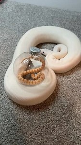 Does this count as the holiday spirit? #ballpython #snake #hognose #reptile | Black Lake Reptiles