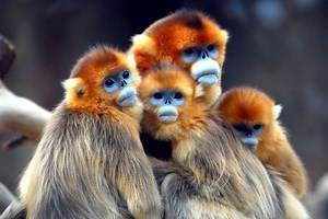 Snub nosed monkey - Alchetron, The Free Social Encyclopedia