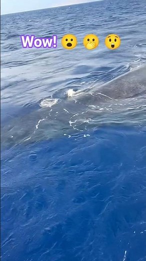 Whale Watching Moments 🐋 🐳 #whale #ocean #wowmoment