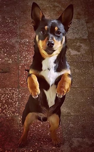 🐾 Morzsika gazdit keres 🐾 Ez a csöpp kis szívtipró egy 6 hónapos fiúcska, aki már most pontosan tudja, hogyan kell elrabolni az ember szívét. 💛 Morzsika nemcsak gyönyörű – hatalmas füleivel és csillogó szemeivel –, hanem tele van szeretettel és vidámsággal. Imád két lábra állni, hogy közelebb legyen hozzád… mintha csak azt mondaná: