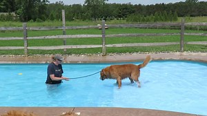 262K views · 2.5K reactions | It's a huge day for Buddy the Golden Retriever. After 9 years, he's about to swim for the first time!   Credit: storyful | Animal Channel | Facebook