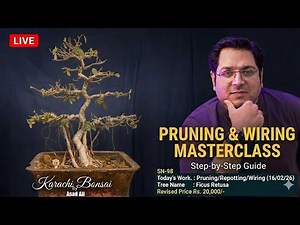 SN-98 Ficus Retusa (Part-1) Live Demonstration and tutorial of Bonsai Pruning/Wiring