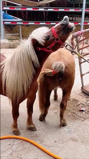 Miniature horse breeding: pony love.
