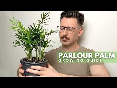Parlour Palm Care Guide with Tips and Tricks