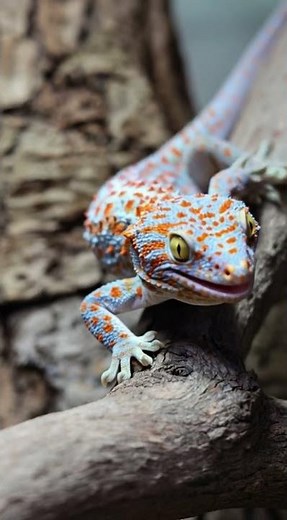 Stunning Tokay Gecko Close-Up: Nature’s Brightest Colors!