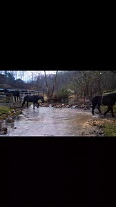 Never rode a percheron before? We can remedy that for yall☺️ | Big Rock Dude Ranch at Ponderosa