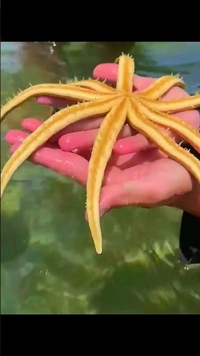 Are Starfish Actually Fish? 🤯🌊 | Amazing Animal Facts