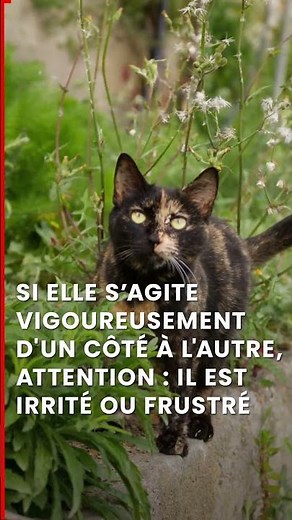 Comprendre le langage corporel des chats