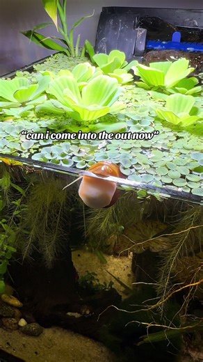 Exploring Snail Behavior in Aquariums