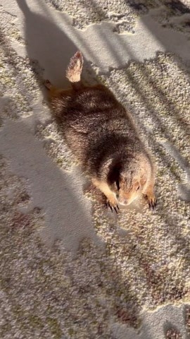 Morning Chaos with Prairie Dog Stretches