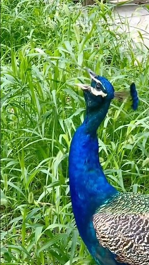 Wild natural Birds Chirping Sounds Defferent Verietys #birdlovers #birds #birdsong