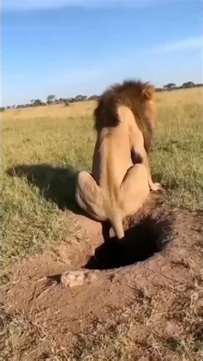 Funniest Lion Moments Ever 🦁😂 Try Not to Laugh! #funniestlionmoments #funnyanimals #viralshorts