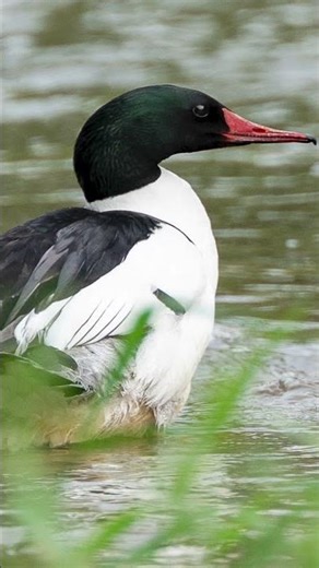 Sony A7IV + Sigma 300-600mm f/4 | Birding Close-Ups & Action Shots