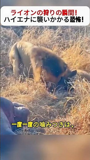 A lion's hunting moment! The terror of a hyena attacking! → #lion #hyena #lawsofthegrasslands #hu...