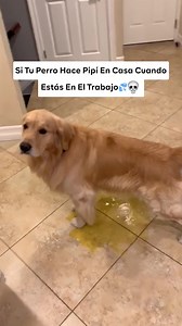 Lo que todos los dueños de perros deberían saber sobre el marcaje urinario y el hecho de ignorar la bandeja… y una solución sencilla para ayudarles. | Petwellness Fr