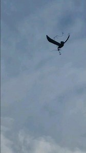 Crow carrying materials to build a nest. #birds #nature