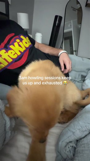 How to Handle Your Golden Retriever's 3AM Howling