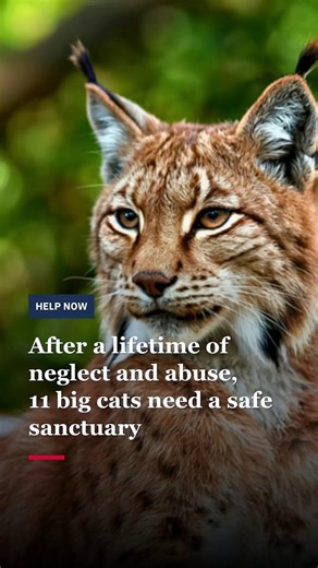 🇬🇧 11 big cats rescued from a prison-like ‘sanctuary’ escaped death – now they need our help to build them the forever homes they deserve. Our partner, WildSide Exotic Rescue, saved the cats after authorities raided a so-called ‘conservation center’ in the UK. Those that could not find new homes were destined for euthanasia, so despite only having space for four cats, WildSide took in 11 animals 🦁 Today, the cats are confined to temporary enclosures – and with 11 more mouths to feed, our part