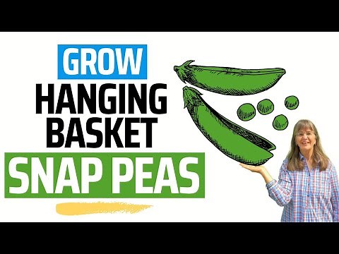 Need MORE SPACE? Try Growing Peas in Hanging Baskets