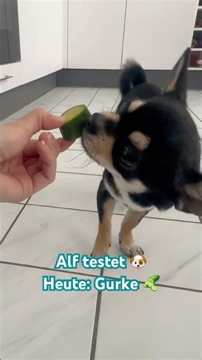 Alf testet - Heute: Gurke #shorts #funny