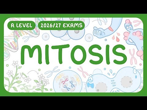 A-Level Biology - Mitosis - Stages of Mitosis & Cytokinesis | Cell Division & Cancer (2026/27 exams)