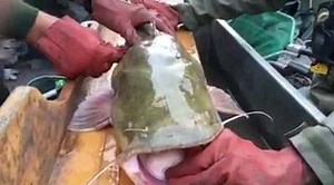 61K views · 481 reactions | 20-pound flathead catfish being tagged by MDC fisheries staff. The fish is being tagged for research purposes. --Lucas@MDC | Missouri Dept. of Conservation | Facebook
