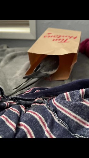 Paper bags make Groot go into angry dino protect the nest mode 😅 #foryou #fyp #fypシ #funny #funnyvideos #grootthetiel #parrot #cockatiel #bird #pet #angrybird #angry #nest #nestmode #dinosaur #groot #iamgroot