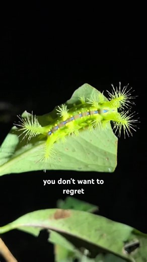 Vietnam’s Radioactive Caterpillar 🇻🇳