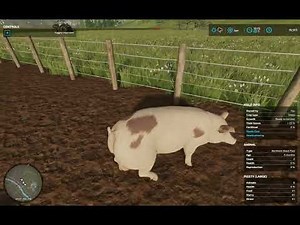 Farming Simulator 22 - How to farm pigs, and use the pigsty