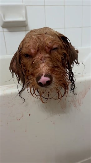2.3M views · 129K reactions | This matted pup was found on the streets of Houston — and he immediately relaxed once he got his first bath ever ❤️️ We talked to his rescuer, Natalie, about how she found the perfect match for Ollie — her mom! Keep up with OIlie & Natalie on Instagram: thedo.do/natalieealtman & TikTok: thedo.do/NatalieAltman. | The Dodo | Facebook