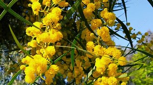 A close up clip of bees collecting pollen from golden wattle blossoms in the spring. Shot at 120 fps and presented as slow motion.