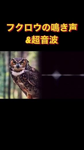 ネズミ撃退音とモスキート音：フクロウの鳴き声を使った嫌がる音の効果的な使い方