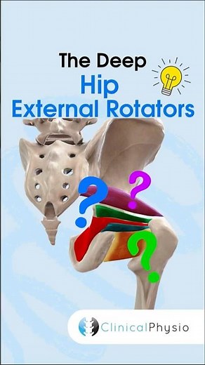 Hip External Rotators #physicaltherapy #physiotherapy #muscleanatomy #anatomy #hip