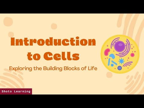 What is a cell? Who discovered the cell? Let’s zoom back to 1665 🔍