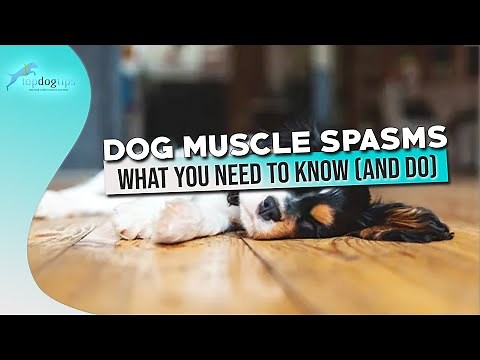 Dog Muscle Spasms What You Need to Know and Do