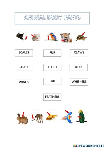 Animal body parts interactive worksheet for Grade 3