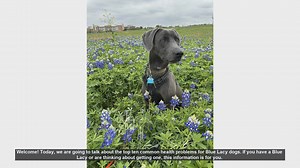 Top 10 Common Health Problems in Blue Lacy Dogs