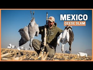 Mexican Geese Slam in one day: Insane waterfowl hunting action!