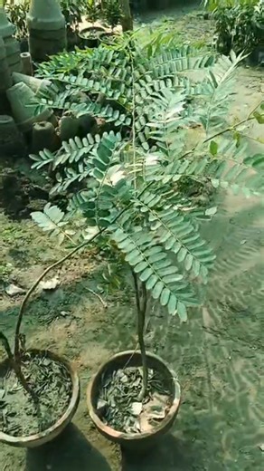 Plants projecter pattoki 0309 2370037 | Plants projecter pattoki