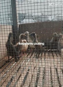 #itikpetelur #peternak