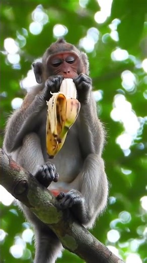 monkey eating a banana #food #mukbang #eatingsounds
