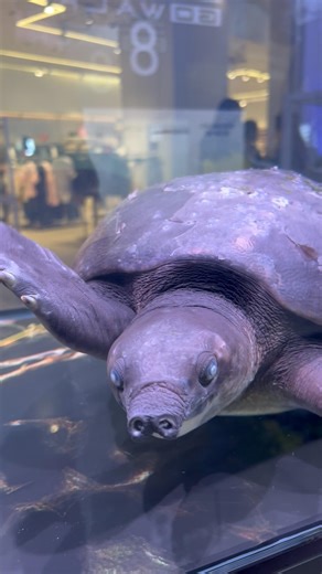 Cute អត់? #shorts