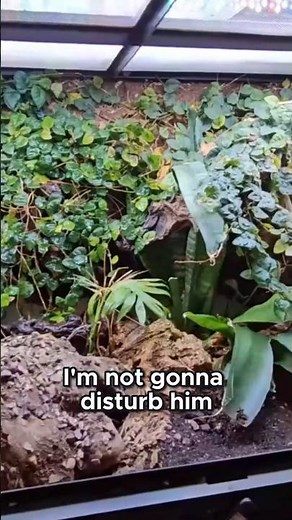 Bioactive Ball Python Enclosure