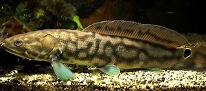 Bowfin - Alchetron, The Free Social Encyclopedia