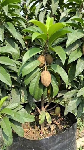 Kaali Patti Cheeku Plant Fruiting In Grow Bag 😋