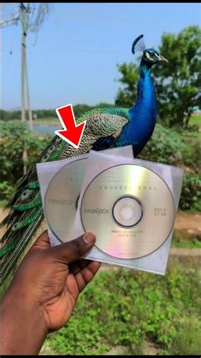 What to do with an old wedding cassette? 😇💥 #Shorts | Transfer VCR or DVD Cassette into Pendrive