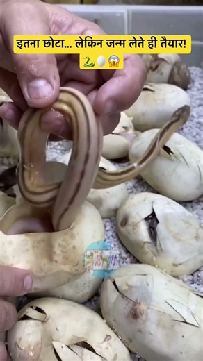 Egg Hatching of Baby Pythons🐍#Python #BabyPython #Snake #EggHatching #Wildlife #NatureFacts #Shorts