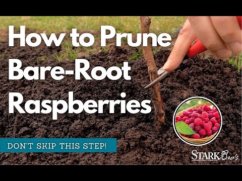 How to Prune Bare-Root Raspberry Plants
