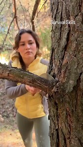 1.3K views · 27 reactions | Survival Skills: How to make a torch using resin  #survival #outdoors #wild #balancedlife #nature | Voyage Bliss & Balanced Living | Facebook